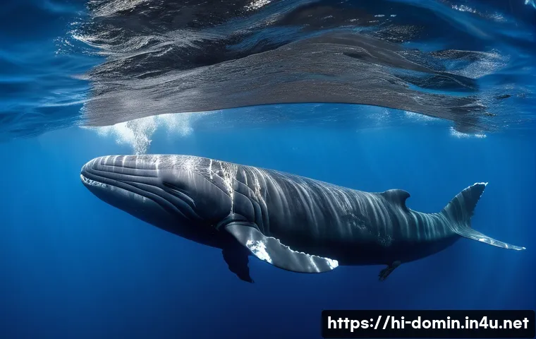 डोमिनिका के समुद्री अजूबे: जानें क्यों दुनिया का पहला स्पर्म व्हेल रिज़र्व यहीं बना! 3 도미니카 연방의 해양 생태계 관련 이미지 1